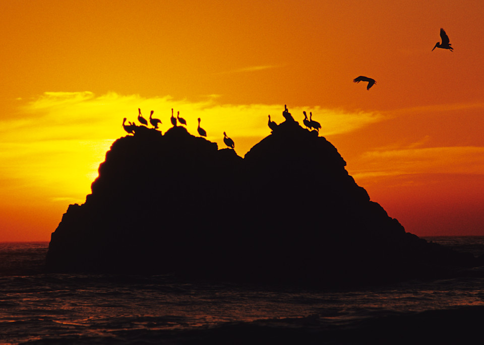 Pelican Perch Photography Art | Josh Kimball Photography