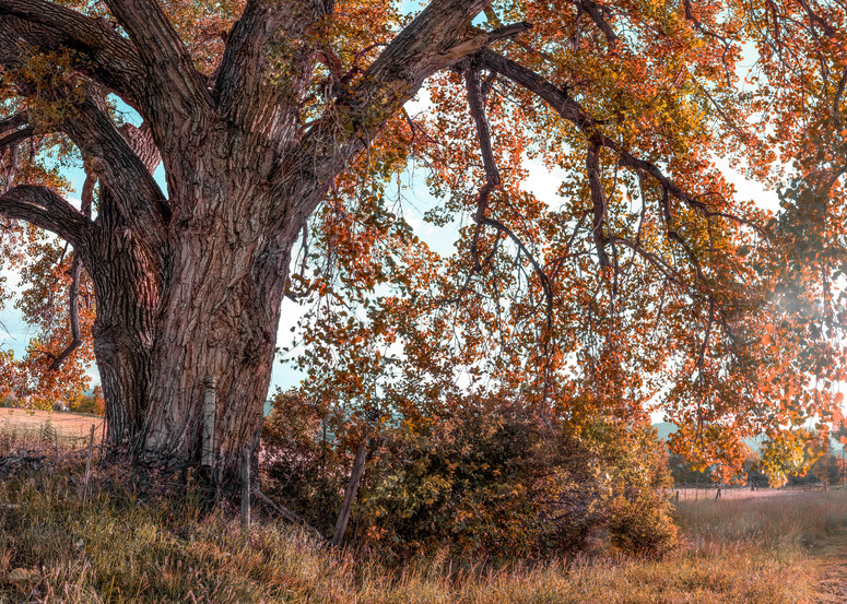 If You Love Trees Collection - color | End of Summer Cottonwood. An old cottonwood tree ready to sleep. By David Zlotky.