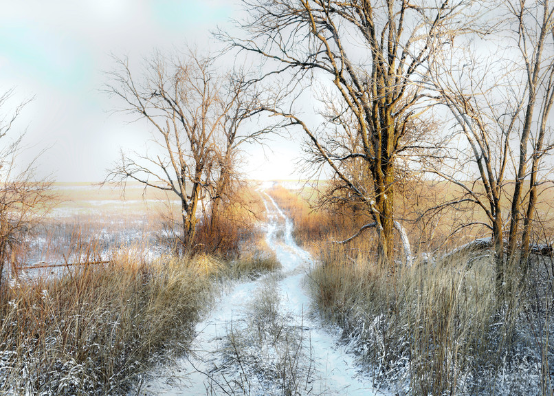 If You Love Trees Collection - color | Dusting of Snow, Christmas Eve Morning - color. Trees sleep in winter as a quiet country road meanders by. 