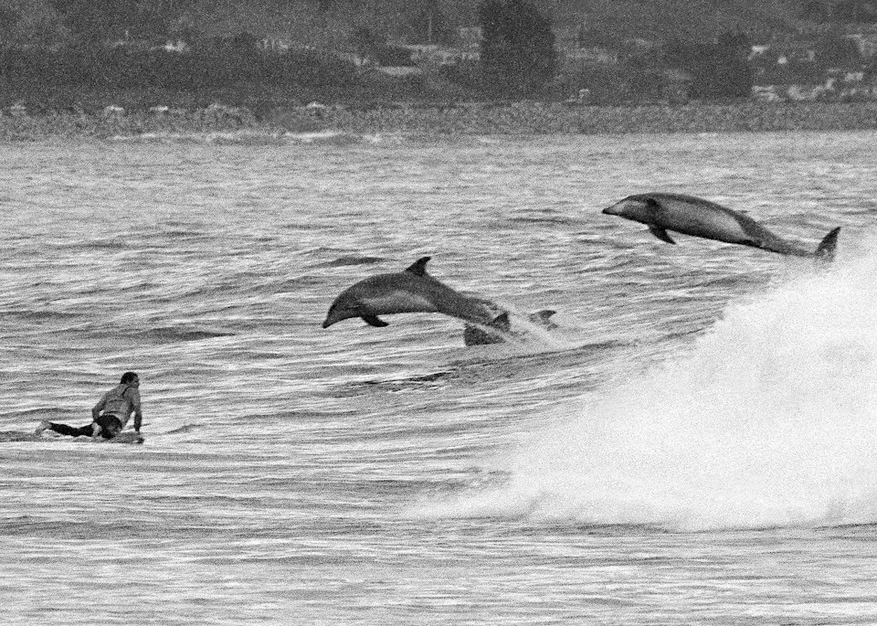 Surfer & Dolphins by Josh Kimball Photography