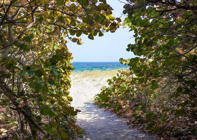 If You Love Trees - color | Path to the Sea, Delray Beach - color. This beautiful tree lined pathway leads to the ocean at Delray Beach, Florida. Fine art color photograph by David Zlotky.