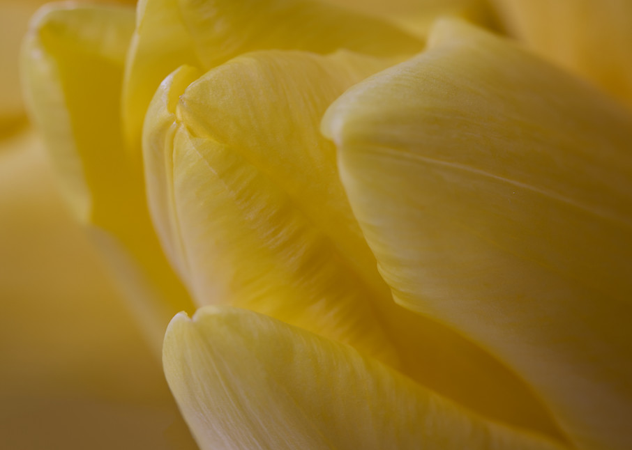 Fine art flower photograph yellow tulip floral photography