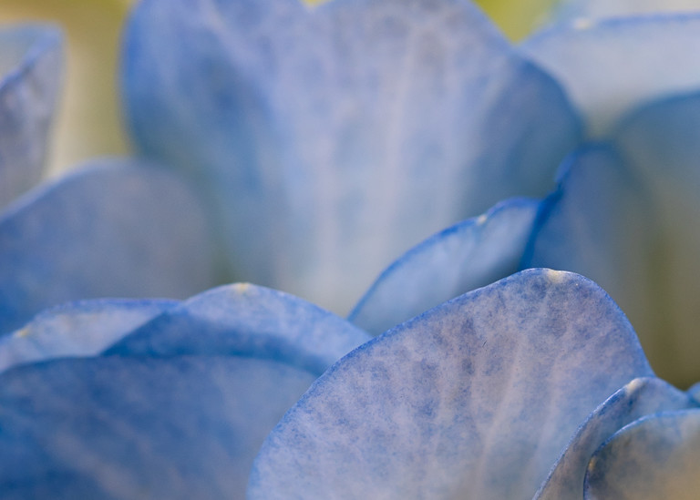 Fine art flower photograph blue hydrangea petals detail floral photography