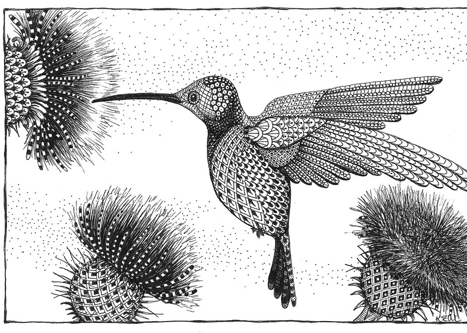 Hummingbird and Thistle
