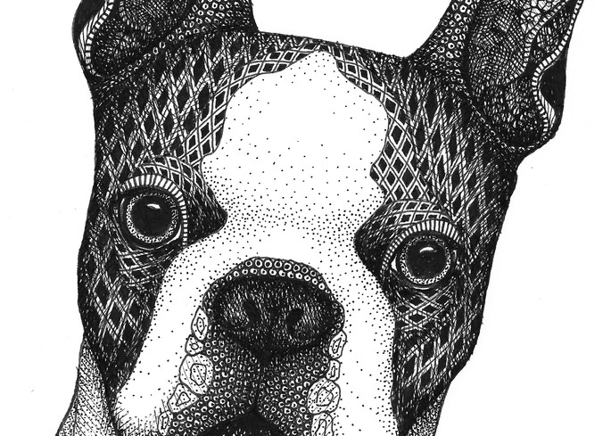 Boston Terrier