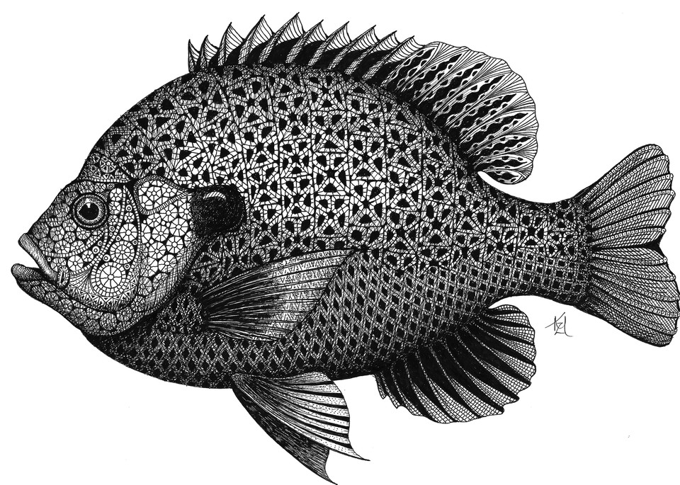 Sunnie (Bluegill Sunfish)