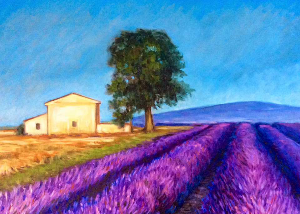 Lavender fields in France Fine Art Print by Hilary J. England