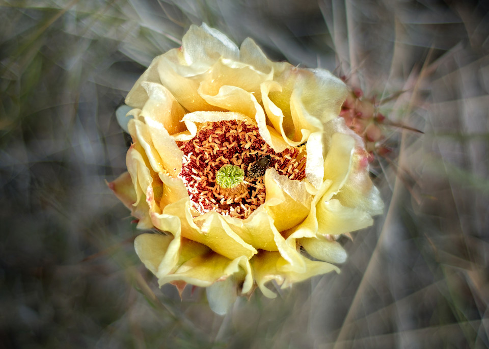 Cactus Flower Art | Craig Edwards Fine Art Images