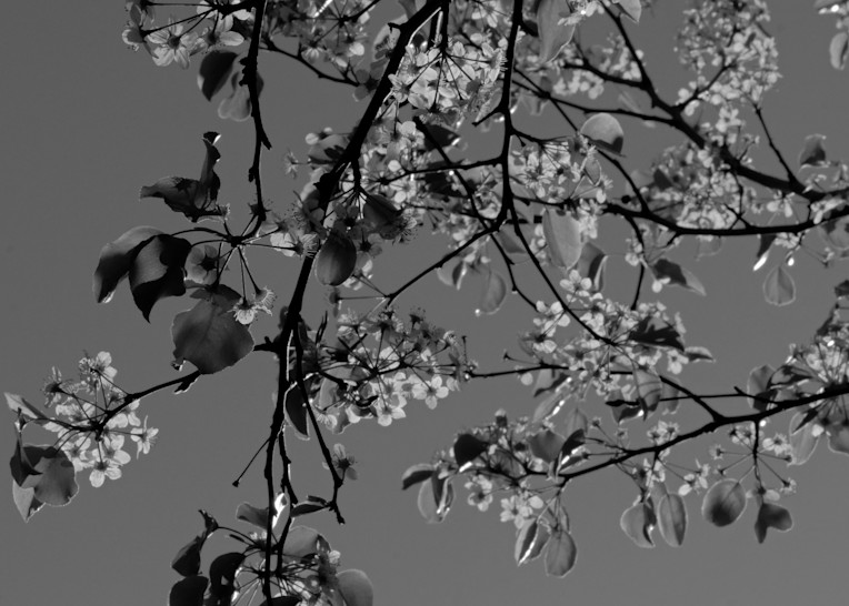 Leaves Blossums Yard 8 Art | Drone Video TX