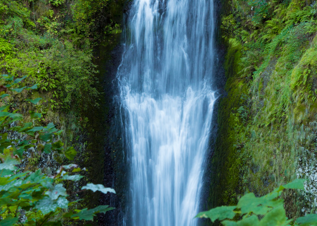 Multnomah Falls Greenery Art | Leiken Photography