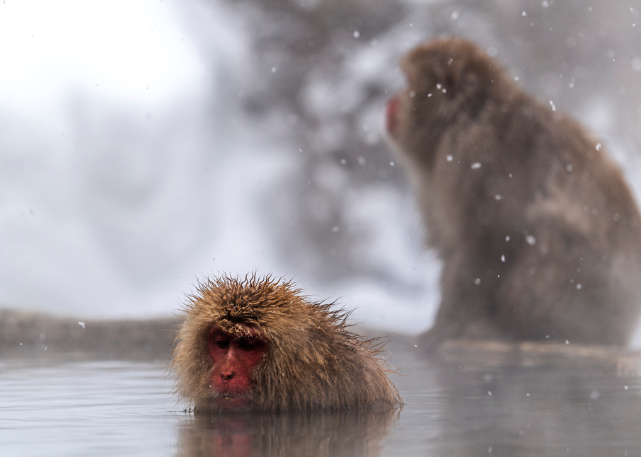 Snow monkey in snow at Jigokudani Nagano