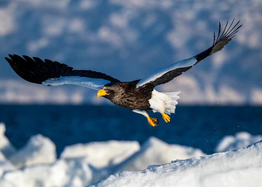 A stellar sea eagle flying over drift ice