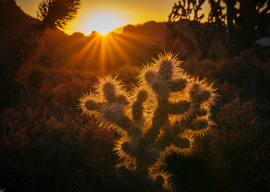 Cactus Sunrise Photography Art | Derrick Snider Imagery
