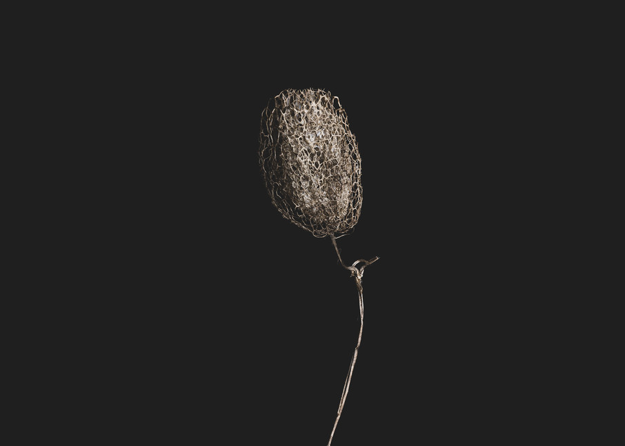 The Flower Ii Photography Art | Nathan Larson Photography