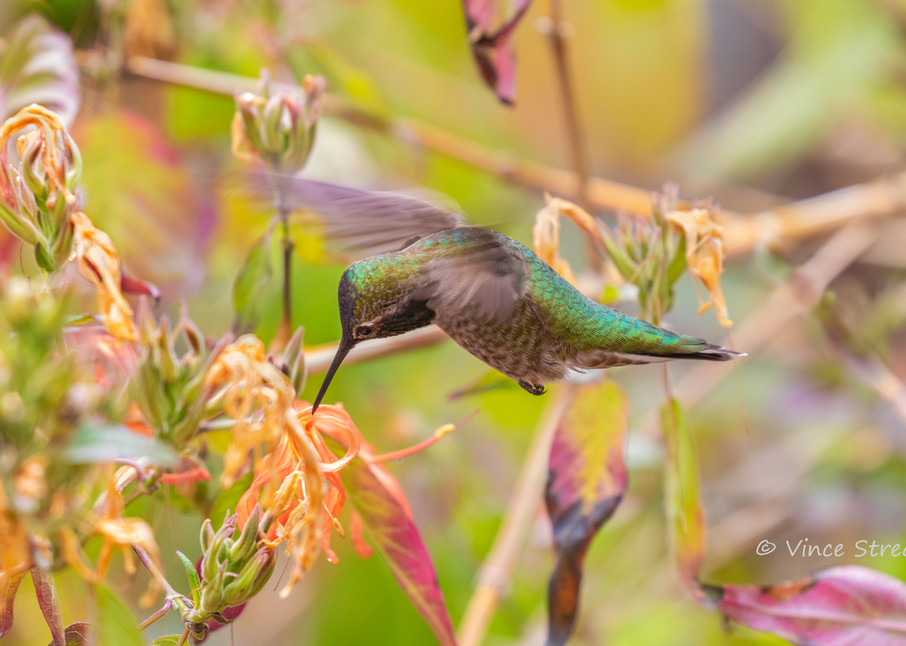 A female Anna's hummingbird sipping nectar from a flower.