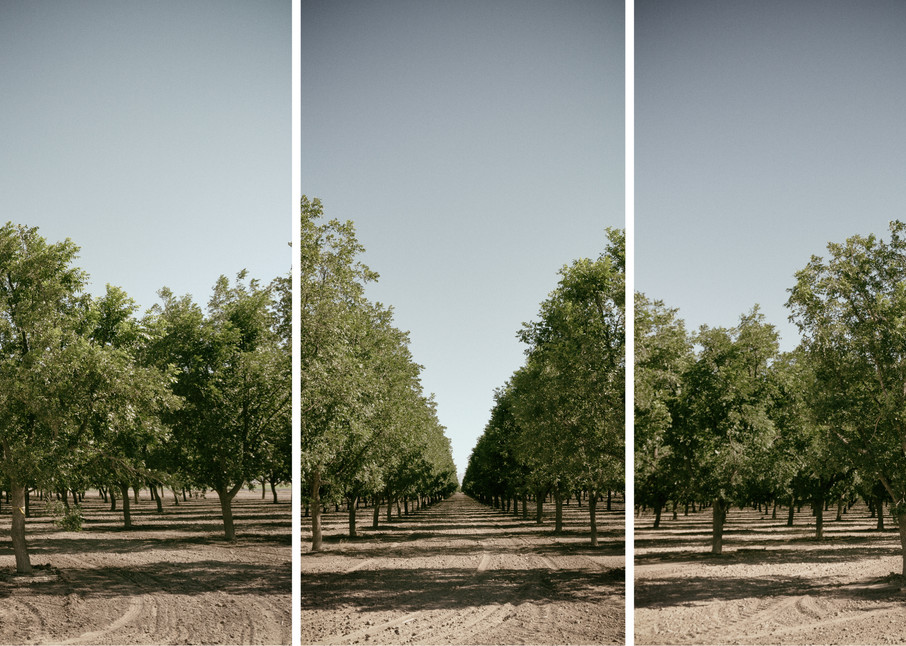 Orchard Triptych Photography Art | Nathan Larson Photography