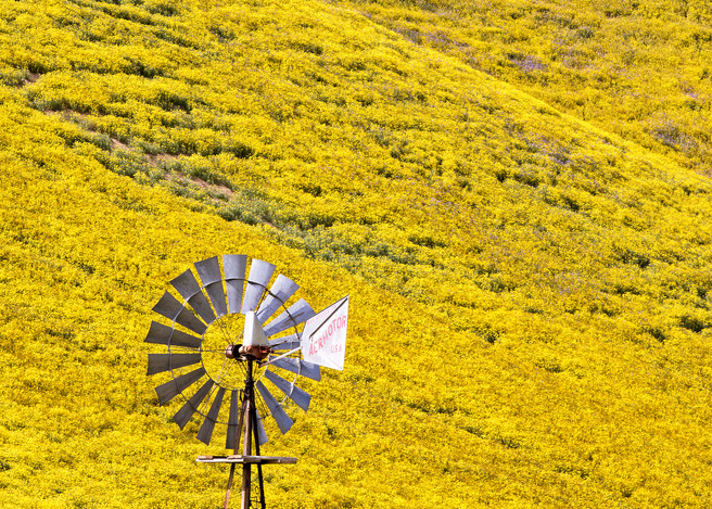 Windy Mustard Hills Photography Art | Josh Kimball Photography