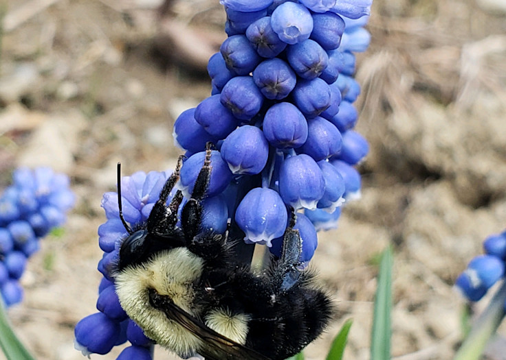 Hyacinth And Bee Photography Art | Fire Sign Creations, LLC