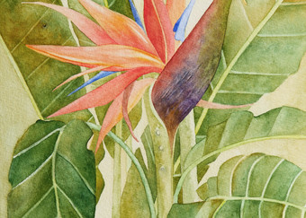 A print on gallery-wrapped canvas by watercolor artist Sandra Galloway of a colorful orange bird of paradise with a dragonfly sitting on a blossom. 