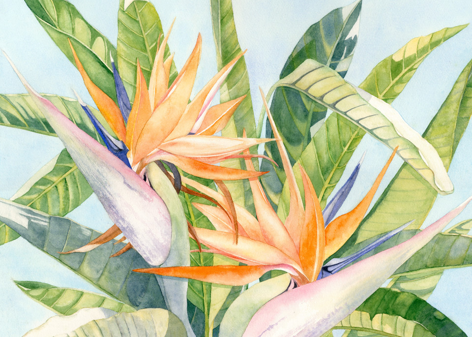 Print from a watercolor painting by artist Sandra Galloway of an orange bird of paradise viewing from up-close. Printed on gallery-wrapped canvas.