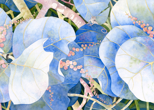 A print on gallery wrapped canvas by watercolor artist Sandra Galloway of blue-colored sea grapes. 