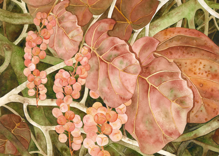 A watercolor print on gallery-wrapped canvas by artist Sandra Galloway of coral-colored sea grapes. 