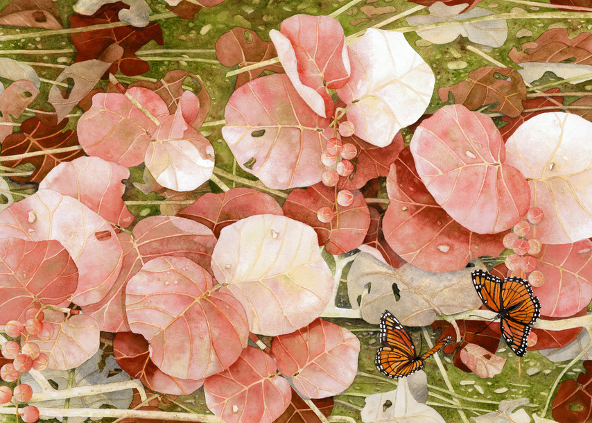 Print from a watercolor painting by artist Sandra Galloway of Coral-colored sea grapes attracting Monarch butterflies. Printed on gallery-wrapped canvas. 