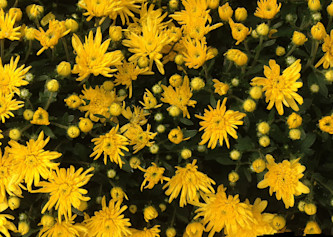 A panorama of yellow flowers.
