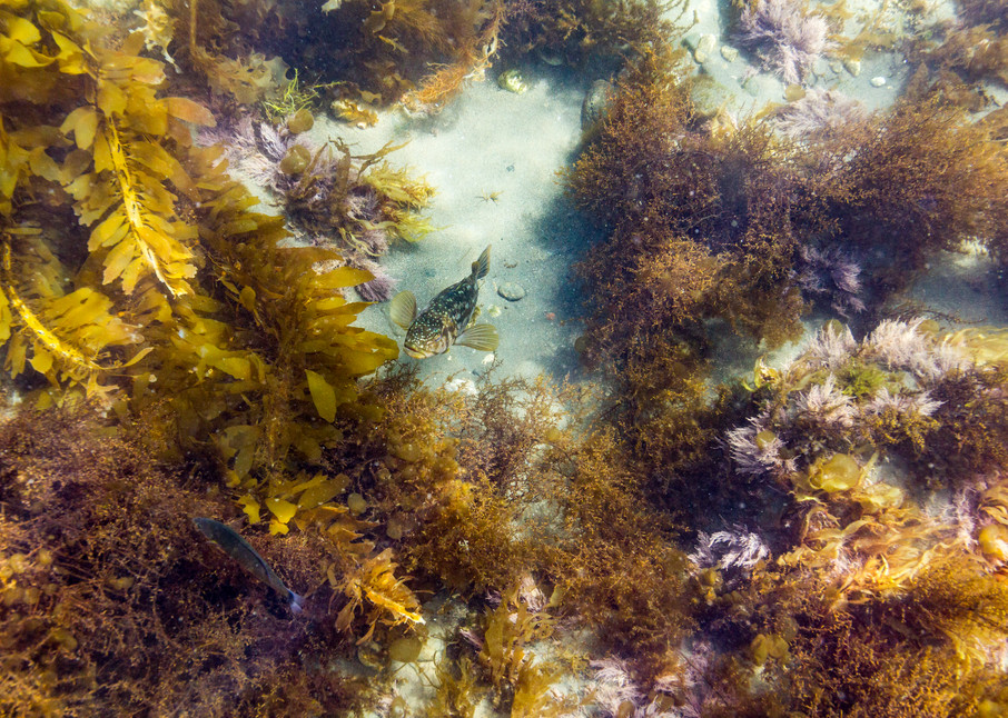Kelp Bass On Sea Floor Photograph For Sale As Fine Art