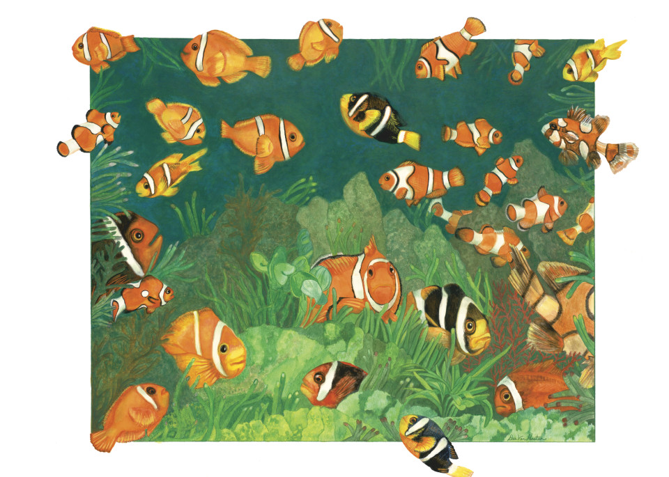 Clownfish Fine Art Giclee Prints
