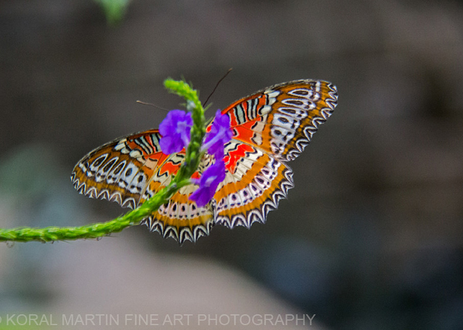 Tropical Butterfly | Butterfly Photography | Koral Martin Fine Art Photography