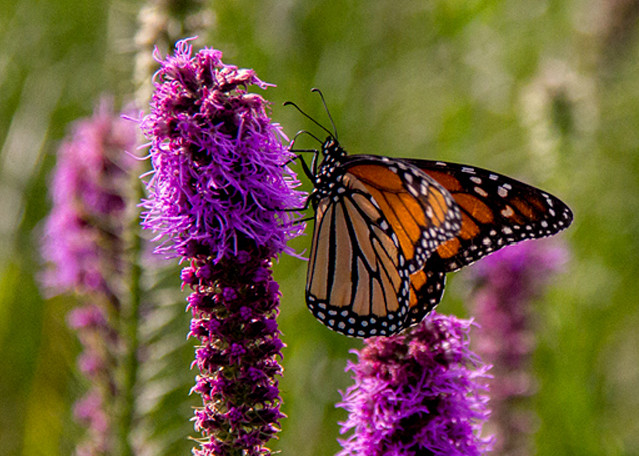 Monarch Butterfly on Liatris Photograph 6179 | Butterfly Photography | Koral Martin Fine Art Photography
