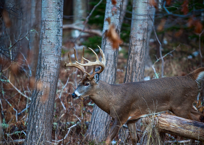 Maine Timber Buck