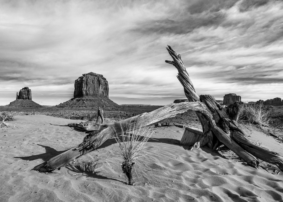 Monument Valley deadwood photography prints