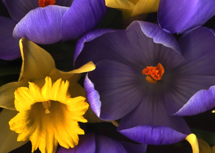 Daffodil Crocus  | Flower Photography | Koral Martin Fine Art Photography