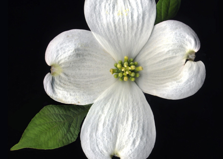 Dogwood Bloom  | Flower Photography | Koral Martin Fine Art Photography