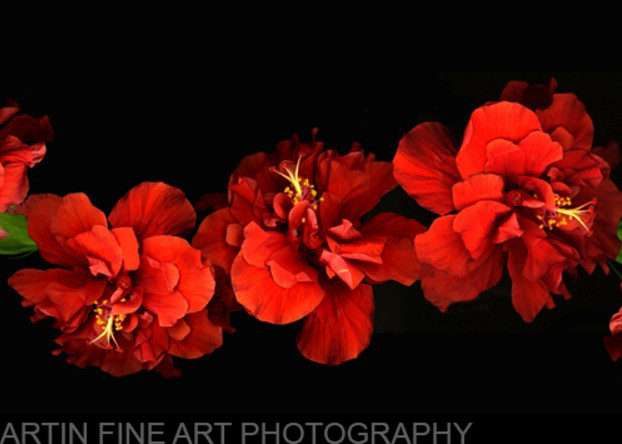 Hibiscus row  | Flower Photography | Koral Martin Fine Art Photography