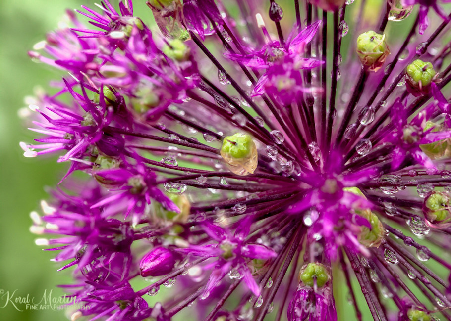 Allium Layers  | Flower Photography | Koral Martin Fine Art Photography
