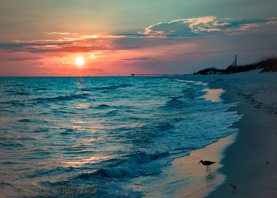 Sunset Bird on Beach Photograph 1006 FL  | Florida Photography | Koral Martin Fine Art Photography