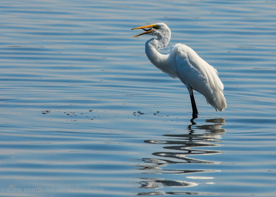 Egret with Fish in Mouth Photograph 0818 C  | Tennessee Photography | Koral Martin Fine Art Photography