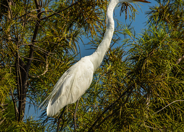 Egret Photograph 0943 | Tennessee Photography | Koral Martin Fine Art Photography