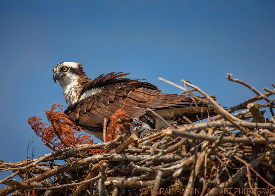 osprey baby