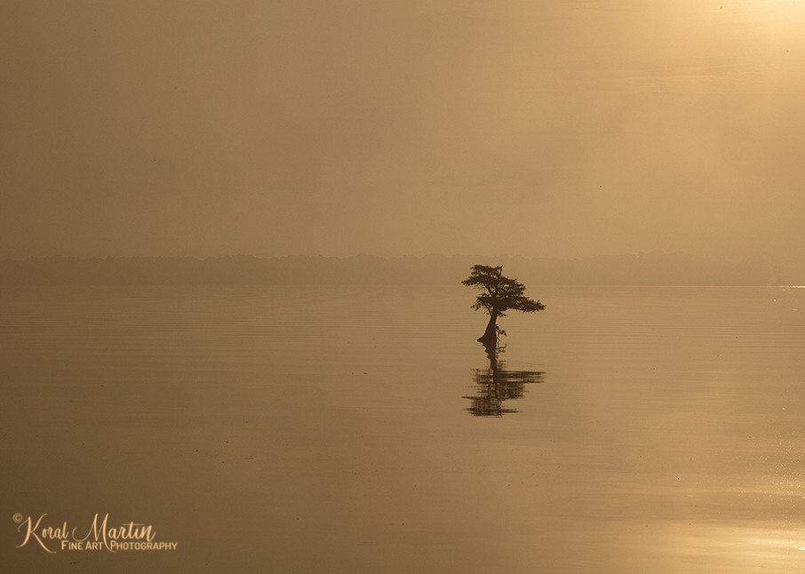 Sunrise Reelfoot Lake mellow Photograph 0454 | Tennessee Photography | Koral Martin Fine Art Photography