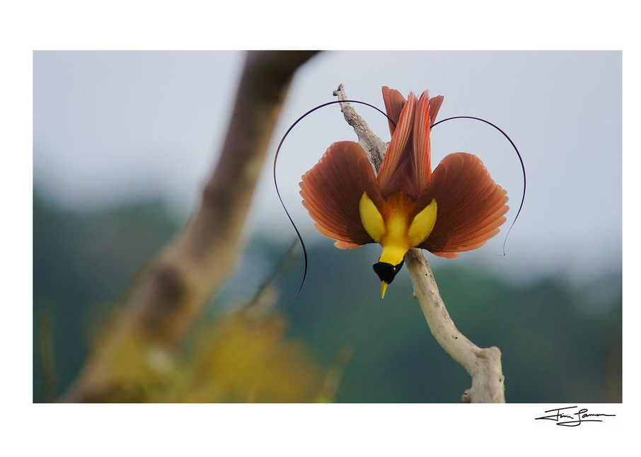 Red Bird-of-Paradise in the shape of a heart.