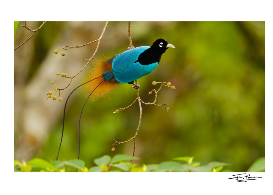 Blue Bird-of-Paradise perches on a slender branch.