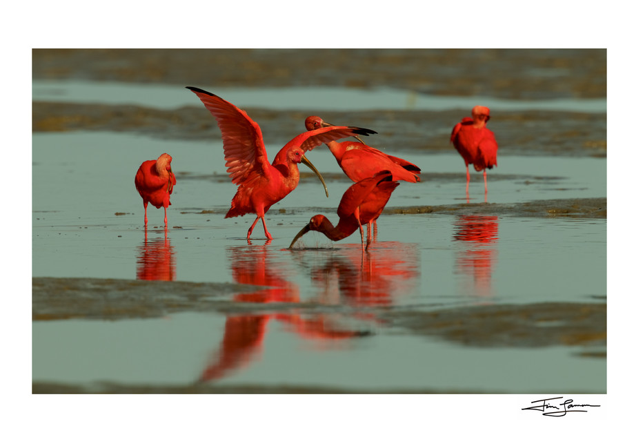 A group of Scarlet Ibises (Eudocimus ruber) foraging.