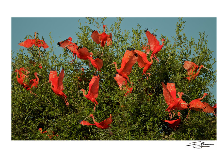 A flock of Scarlet Ibises leaving in a mangrove tree.