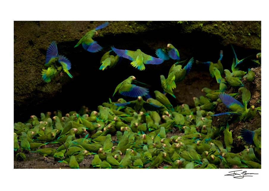 Cobalt-winged Parakeets (Brotogeris cyanoptera) feeding on clay at the clay lick east of Anangu and south of the Napo River.