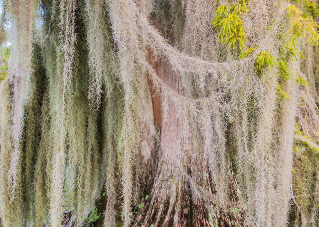 Bald Cypress Trees in Moss Shroud