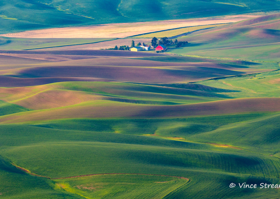 Afternoon light warms the rolling wheat fields of the Palouse in Eastern Washington